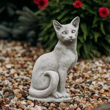 Katze kater kätzchen - katze,