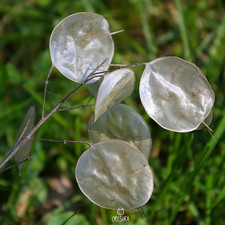 Lunaria annua Farbmischung 15
