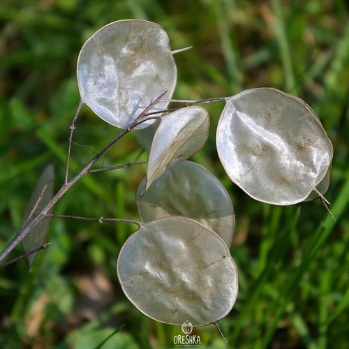 Lunaria annua farbmischung - annua, 15