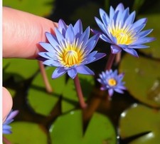 blaue Zwergseerose Teichpflanzen  WASSERREINIGEND u BLÜHEND  !