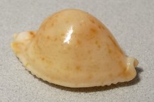 Meeresschnecke Cypraea