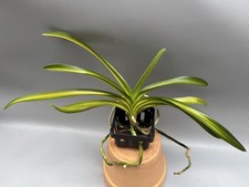 Vanda Variegata  ? ? SELTEN/RARE