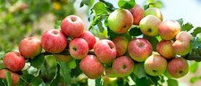 Apfelbaum kräftig gewachsen - 1,