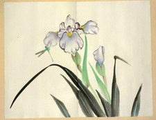 TOMBO IRIS LIBELLE Japanische