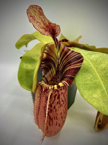 Nepenthes veitchii x - nepenthes, (veitchii