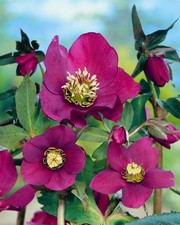 Helleborus x or. 'Red Lady', Christrose, rot, ca. 11x11 cm Topf