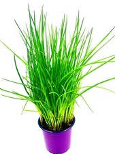 Schnittlauch   Allium