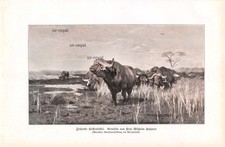 Ziehende Kafferbüffel -