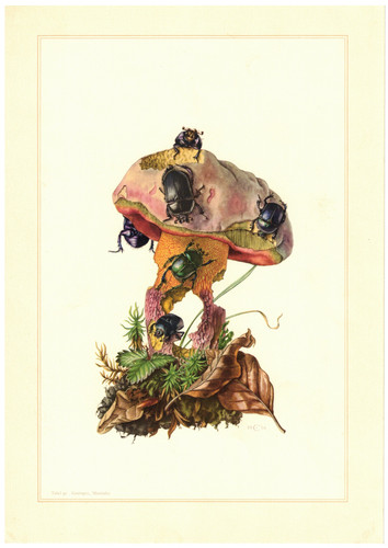 Mistkäfer geotrupes - mistkäfer,