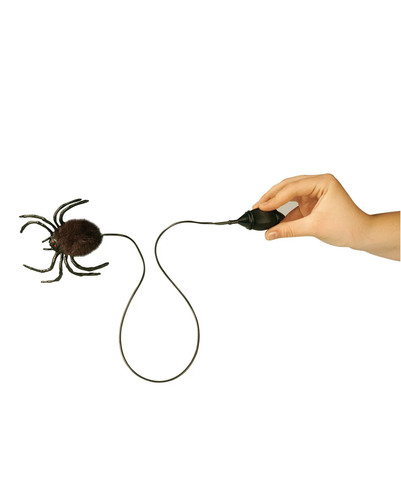 Springende spinne mit - springende,