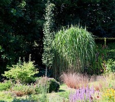 Elefantengras Riesen-Chinaschilf 'Aksel Olsen' Miscanthus giganteus 5-Liter Topf