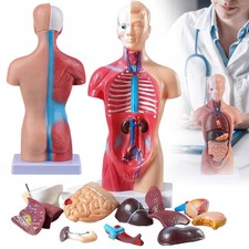 Torso herz anatomie und - torso,