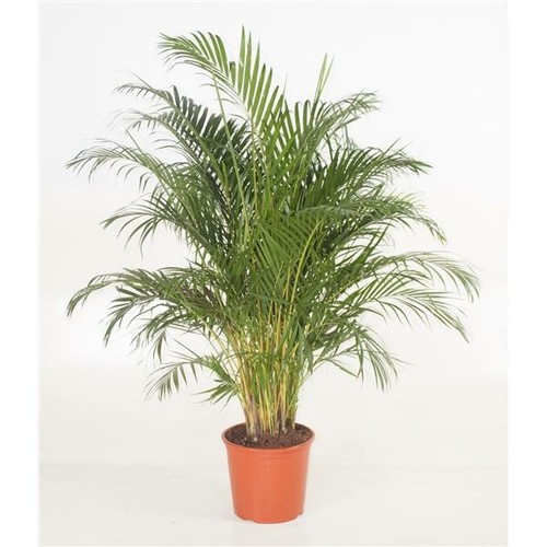 Goldfruchtpalme arecapalme - goldfruchtpalme,