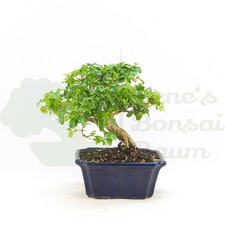 BONSAI Ovalblättriger