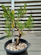 Pinus sylvestris Waldkiefer