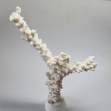 echte weiße Steinkoralle Deko