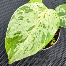 Monstera bulbasaur bm64 - monstera,