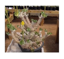 3x Pachypodium horombense