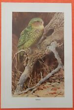 Eulenpapagei  Kakapo Strigops