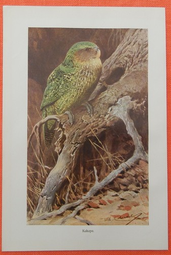 Eulenpapagei kakapo strigops - ,