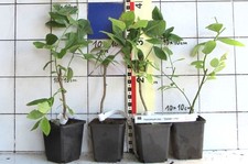 Vaccinium cor. "Goldtraube"  -   großfrüchtige Heidelbeere, bewährte Sorte