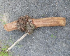 Holz Baumstamm Holzkropf Maserwuchs Garten Naturdeko Basteln Eiche