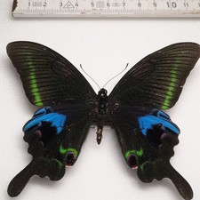 Papilio Arcturus Männchen