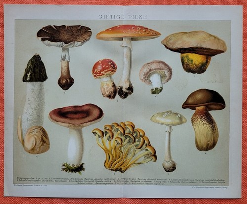 Giftige pilze lithographie - pilze,