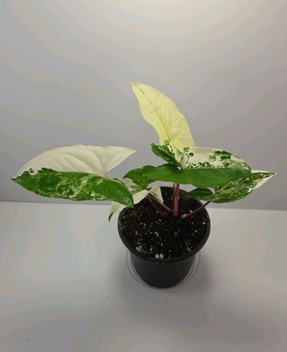 Syngonium albo variegated - albo,
