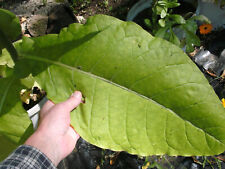 TABAK BURLEY 500 Samen Saatgut robust und bestens geeignet für kältere Regionen