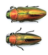 Buprestidae, 2x Philocteanus