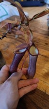 Nepenthes Rebecca soper