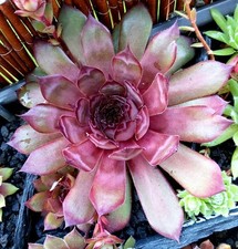 Sempervivum "Dakota" 