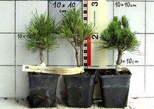 Pinus sylvestris "Globosa Viridis"  -  sehr seltene Sorte der heim. Waldkiefer