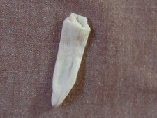 Barbie einzelner Strumpf weiß