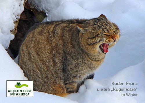 Ansichtskarte kugelkatze - ansichtskarte:, "kugelkatze