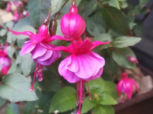 Fuchsien pflanze nora - pflanze, "nora