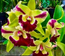 Cattleya Green Splash Select