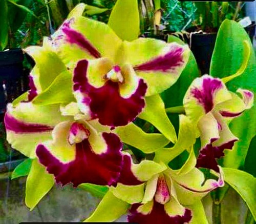 Cattleya green splash select - cattleya,