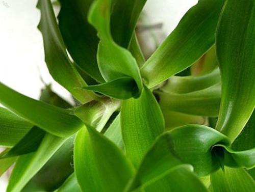 Callisia fragrans family - fragrans, "family