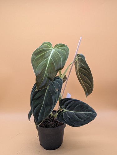 Philodendron melanochrysum - philodendron,