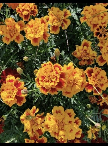 Tagetes studentenblume - studentenblume, /