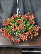 SELTEN RARITÄT   Kalanchoe