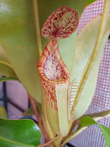 Nepenthes glandulifera - glandulifera, x