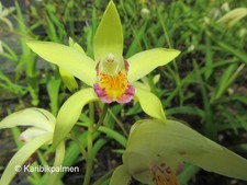 Bletilla 'Yellow Bright'