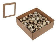 60 STK Wachteleier Dekoeier