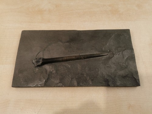Fossil belemnit donnerkeil - belemnit,