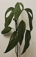 Monstera gracilis