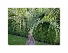 4x Butia yatay - Palme Garten Haus Zimmer Pflanzen - Samen ID1685