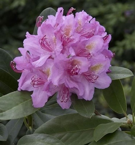 Großblumige rhododendron pink - rhododendron,